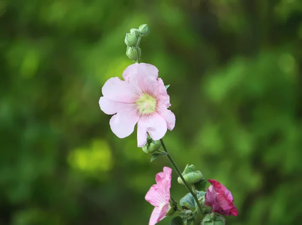 Växter av rosa malva — Stockfoto