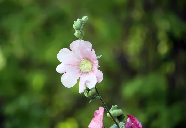 Pink mallow plants — Stock Photo, Image