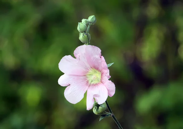 Malva rosa piante — Foto Stock