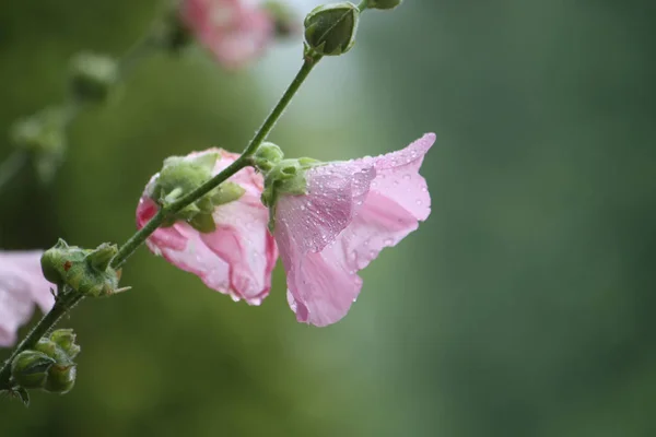 粉红锦葵的花 — 图库照片