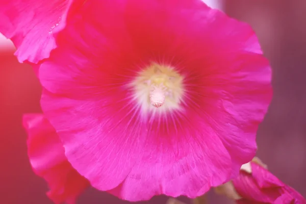 Pink mallow flowers — Stock Photo, Image