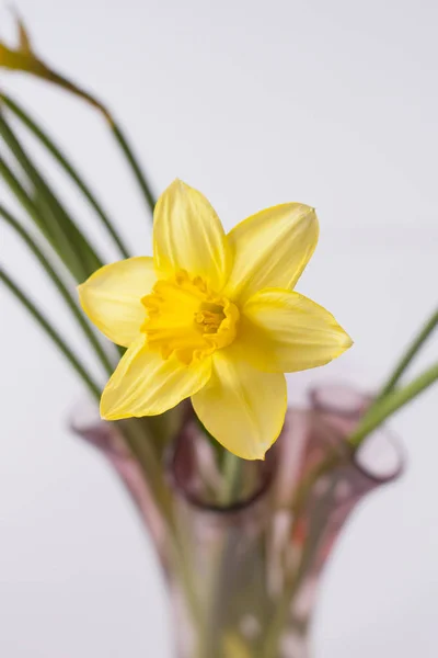 Beau bouquet de fleurs de narcisus jaunes printanières dans un vase en verre . — Photo