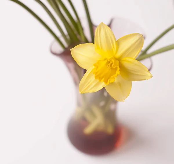 Beau bouquet de fleurs de narcisus jaunes printanières dans un vase en verre . — Photo