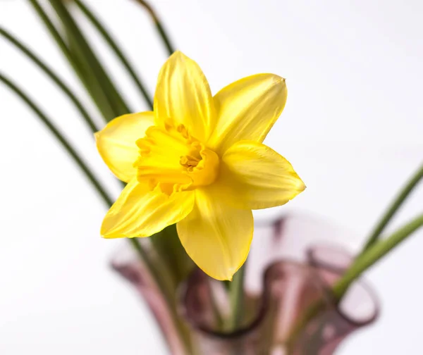 Beau bouquet de fleurs de narcisus jaunes printanières dans un vase en verre . — Photo