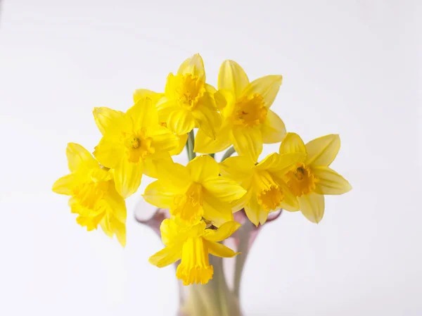 Fleurs narcisses jaunes — Photo