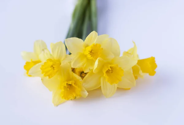 Żółte kwiaty narcyza — Zdjęcie stockowe