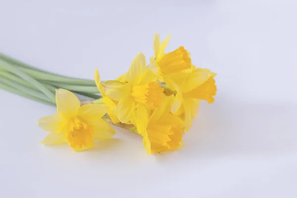 黄色のナルシスの花 — ストック写真