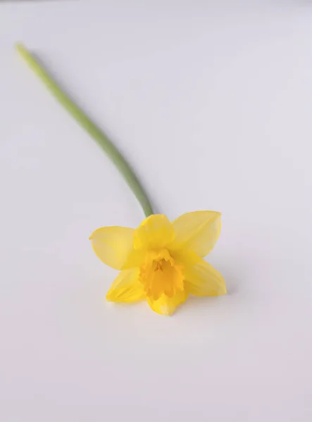 Flor Narciso Amarillo — Foto de Stock