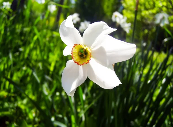 Narcisos blancos con trompetas amarillas . — Foto de Stock