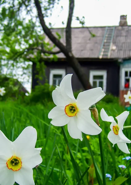 Narcisos blancos con trompeta amarilla . —  Fotos de Stock