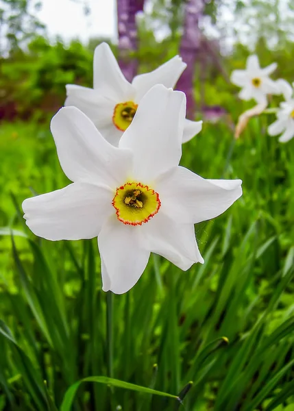 Narcisos blancos con trompetas amarillas . — Foto de Stock