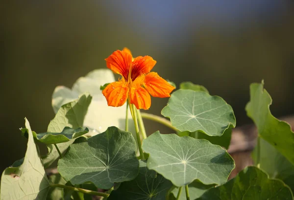 Bahçede Portakal Çiçekli Nasturtium — Stok fotoğraf