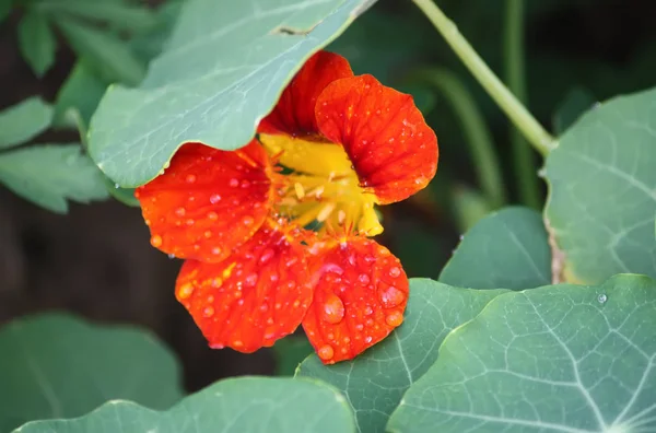 Bei fiori di nasturzi . — Foto Stock