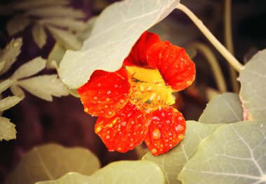 Güzel çiçekleri var..