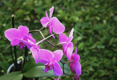 Mor orkide çiçeği.
