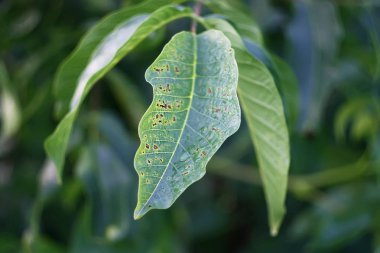 Yeşil ceviz yaprakları