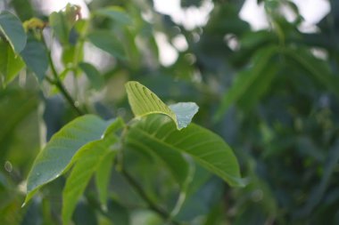Yeşil ceviz yaprakları