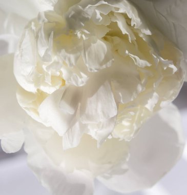 Beyaz şakayık çiçekleri kapanıyor