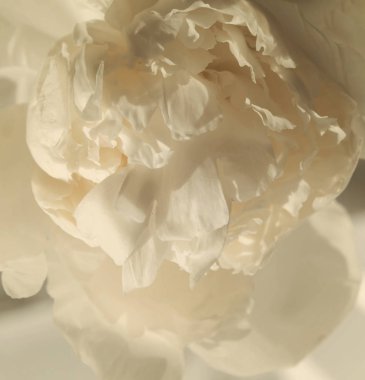 Beyaz şakayık çiçekleri kapanıyor