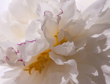 Beyaz şakayık çiçekleri kapanıyor