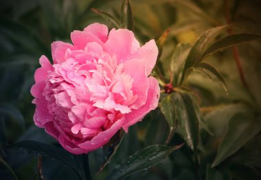 Şakayık çiçek arkaplanı