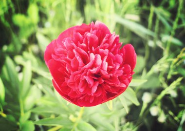 Şakayık çiçek arkaplanı