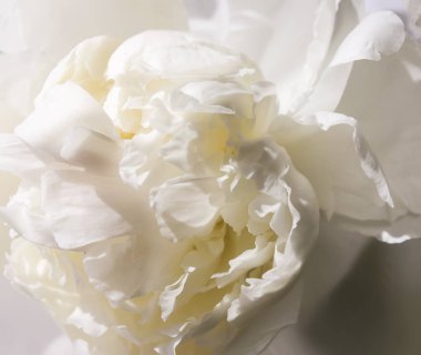 Beyaz şakayık çiçekleri kapanıyor