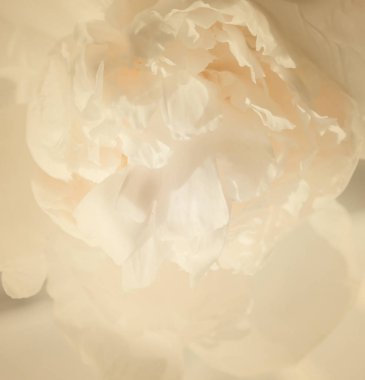 Beyaz şakayık çiçekleri