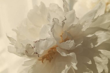 Beyaz şakayık çiçekleri