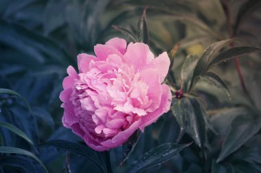 çiçek açan Şakayık çiçeği