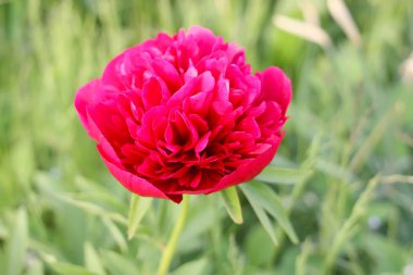 çiçek açan Şakayık çiçeği