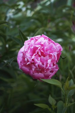 çiçek açan Şakayık çiçeği