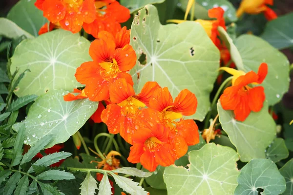 Hermosas flores de capuchinos . — Foto de Stock