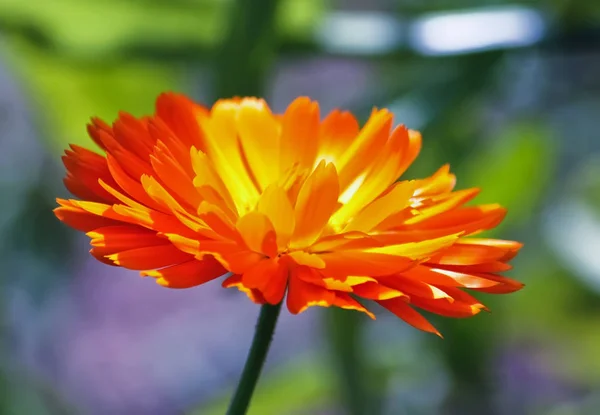 Flor de calêndula — Fotografia de Stock