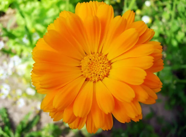 Flor de calêndula — Fotografia de Stock