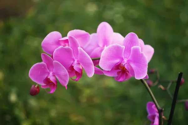 Fiore di orchidea viola — Foto Stock