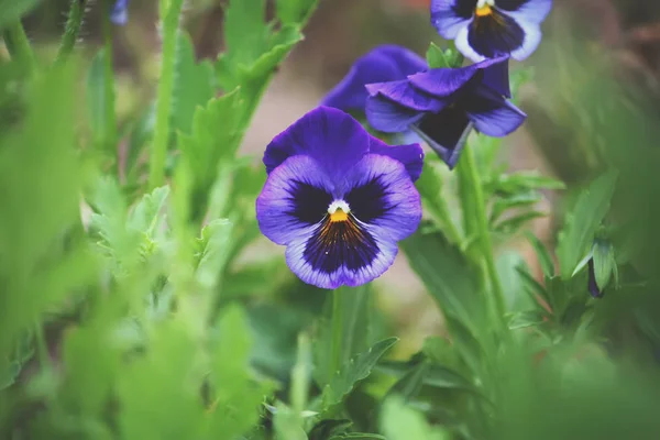 Fiori viola pancy . — Foto Stock