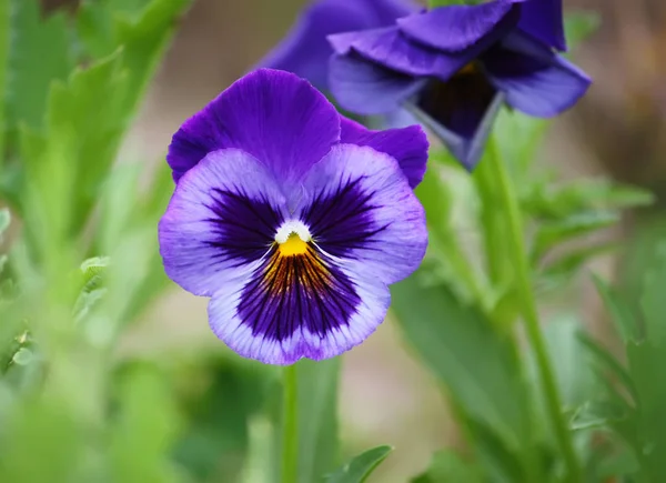 Purple pancy flowers. — Stock Photo, Image