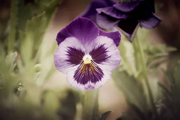 Purple pancy flowers. — ストック写真