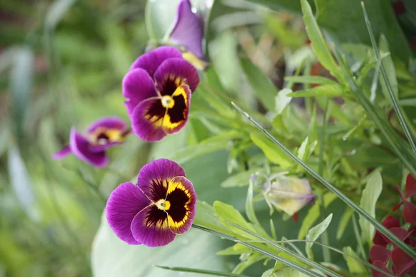 Purple pancy flowers. — ストック写真
