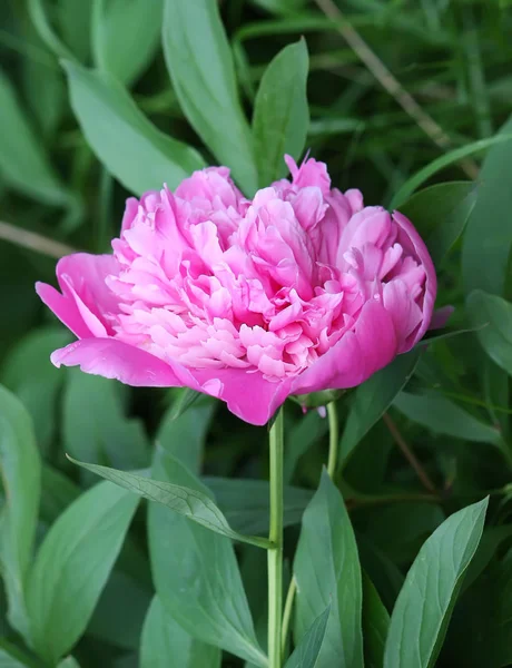 Flor de peónia rosa — Fotografia de Stock