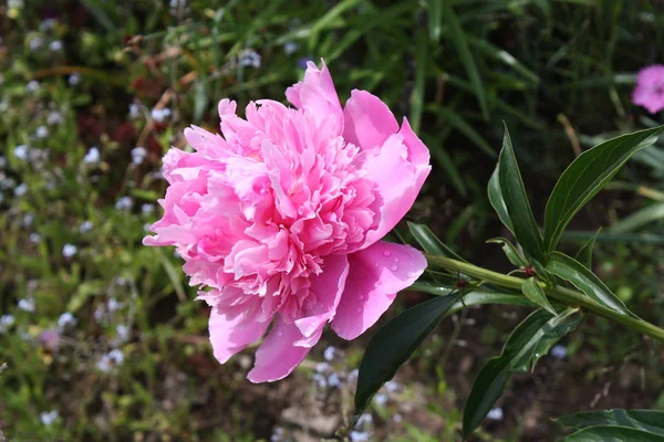 Peônia flor fundo — Fotografia de Stock