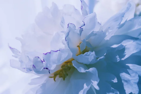 Pétalos de flor de peonía blanca de cerca — Foto de Stock