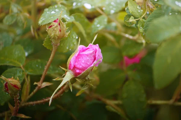 Rosa rosa flor —  Fotos de Stock