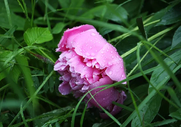 Peônia flor fundo — Fotografia de Stock