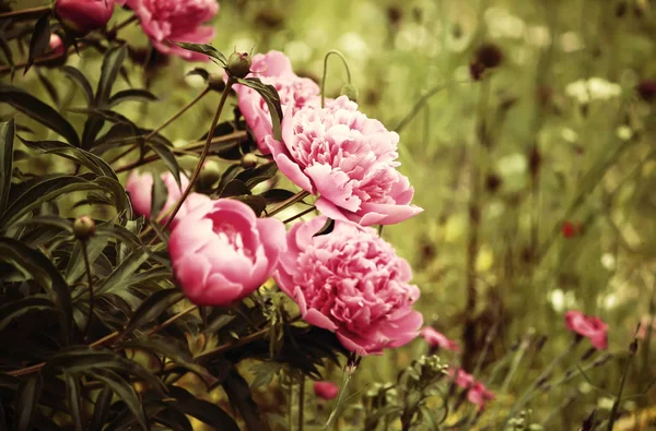 Peony flower background — Stock Photo, Image