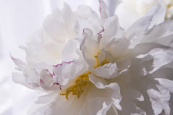 Pétalos de flor de peonía blanca — Foto de Stock