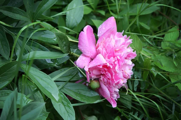 Flor de peônia florescente — Fotografia de Stock