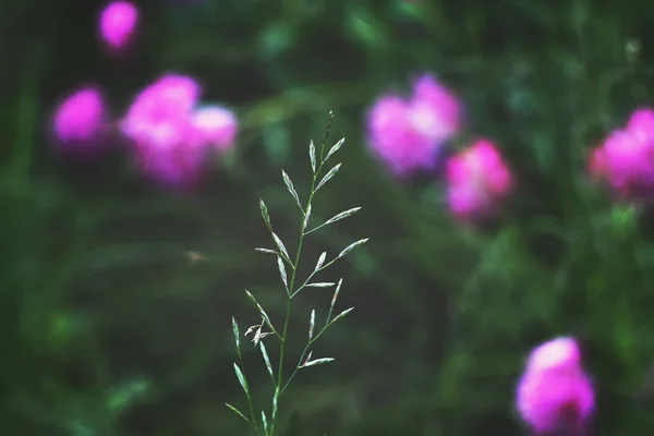Bloeiende pioenroos bloem — Stockfoto