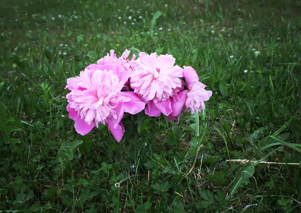 Flores de peonía florecientes — Foto de Stock